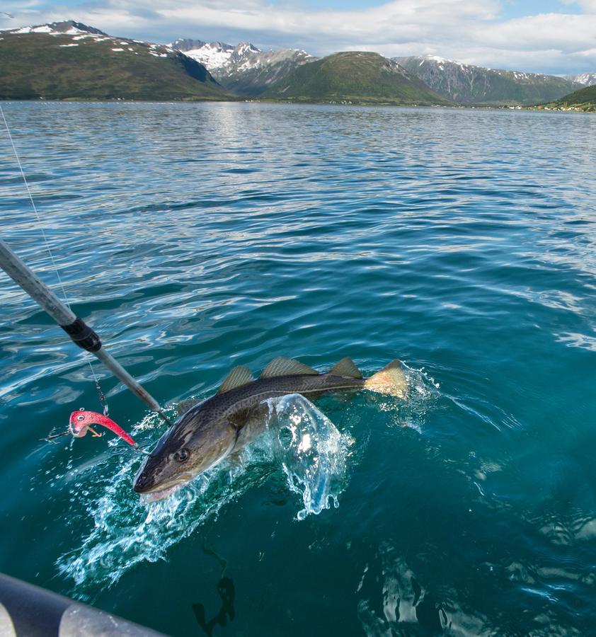Vikran Vacation: Sea Fishing And Northern Lights Dış mekan fotoğraf